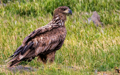 Obraz premium White-tailed Sea eagle sitting on feeding station