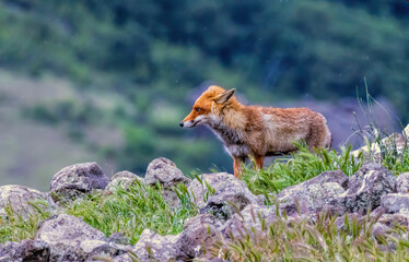 Red fox portrait photography