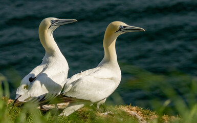 Northern Gannet on breeding rocks of Bempton cliffs, UK