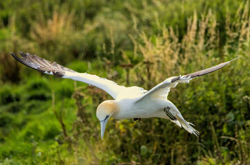 Northern Gannet on breeding rocks of Bempton cliffs, UK