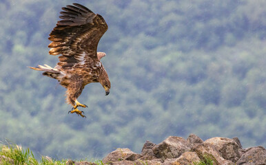 White-tailed Sea eagle sitting on feeding station