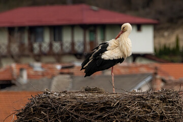 White Stork in nest with nice background