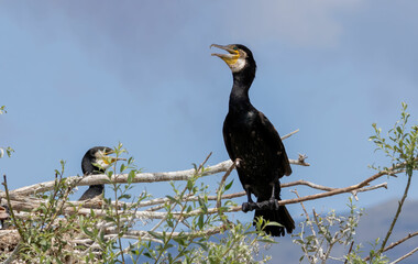 Great Cormorant (Phalacrocorax carbo) in natural habitat
