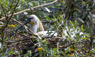 Eurasian Spoonbill in natural habitat