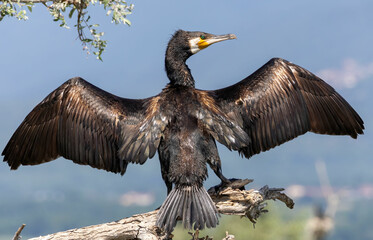Great Cormorant (Phalacrocorax carbo) in natural habitat