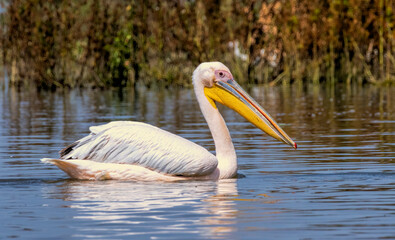 White Pelican of Kerkini Lake