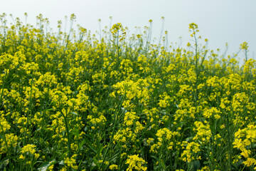 Fresh Yellow Mustard Farm Background, Canola Plant Field