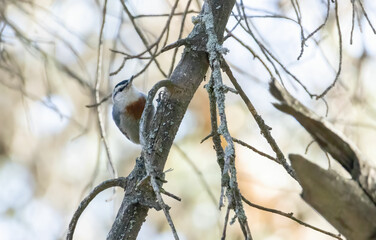 Krupper`s Nuthatch from Middle East in pine forest