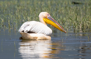 White Pelican of Kerkini Lake