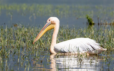 White Pelican of Kerkini Lake