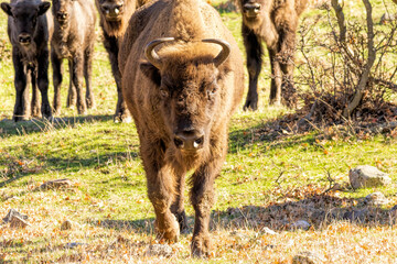 European Bison reintroduced on the Balkans