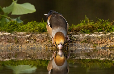 Adult Hawfinch sitting on the edge of water