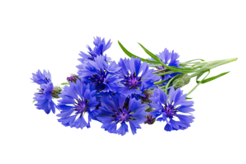 Cornflowers on a transparent background.