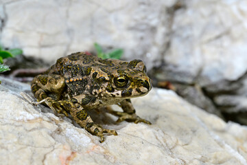 Wechselkröte // European green toad (Bufotes viridis) 