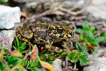European green toad // Wechselkröte (Bufotes viridis) 