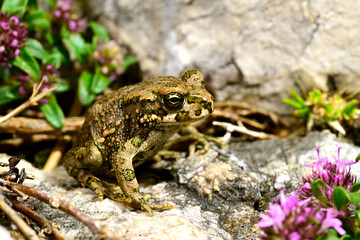 Wechselkröte // European green toad (Bufotes viridis) - Blidinje Nature Park, Bosnia and Herzegovina