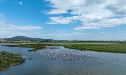 large waterfowl resting in the water, Greater Flamingo, Phoenicopterus roseus