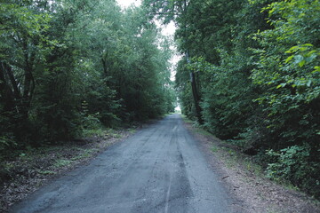 Obraz premium road in the forest