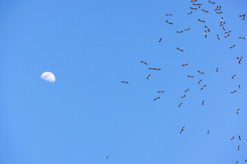 migrating storks and the moon