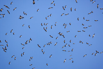 Storks on the migration route are floating in the air