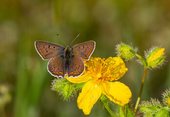 tiny white butterfly on yellow flower, Lycaena tityrus