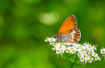 red butterfly taking a break on the white flower, Coenonympha arcania