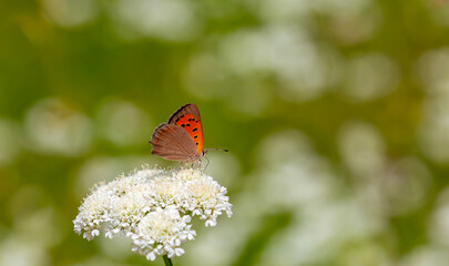 tiny butterfly in red black colors, Lycaena phlaeas
