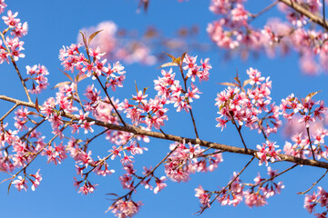 Wild Himalayan Cherry (Prunus cerasoides) or thai sakura flower