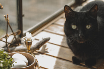 Big black cat sits next to spring home altar on wooden surface on the balcony under the sun,...