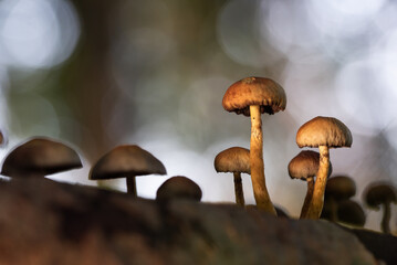 Grzyby w jesiennym lesie.