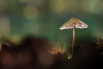 Grzyby w jesiennym lesie.