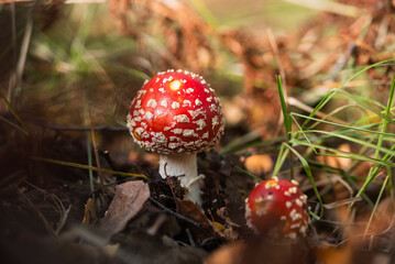 Grzyby muchomory  w jesiennym lesie.