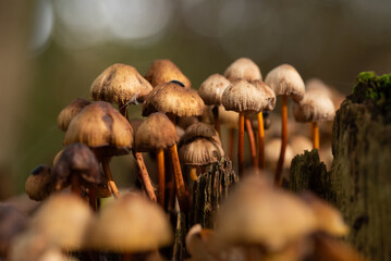 Grzyby w jesiennym lesie. © Elżbieta Kaps