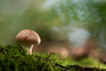 Grzyby w jesiennym lesie.