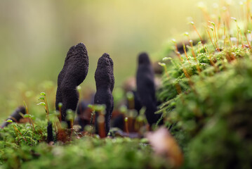 Grzyby próchnilec maczugowaty w jesiennym lesie.