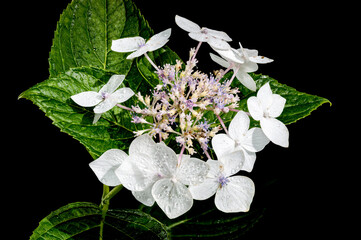White hydrangea lanarth white on a black background