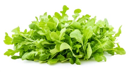 salad plant on white background. 