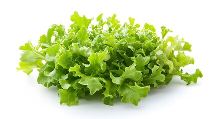 salad plant on white background. 