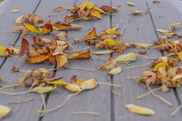 fall autumn leaves on outside public park table