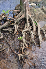 tree roots on the mangrove