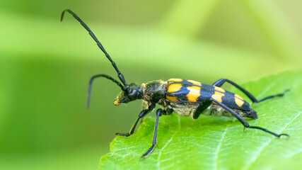 Four-banded Longhorn Beetle - Leptura quadrifasciata
