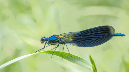 Banded demoiselle - Calopteryx splendens