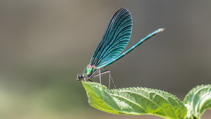 Beautiful demoiselle adult male - Calopteryx virgo