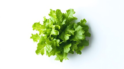 Obraz premium salad plant on white background. 