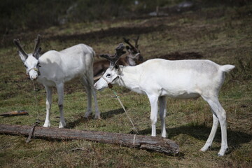 Obraz premium deer, reindeer, fawn, grand deer, antler, asia, russia, new year, christmas, tent wildlife, mongolia