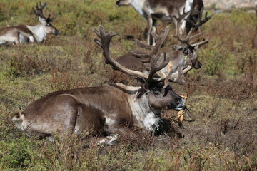 deer, reindeer, fawn, grand deer, antler, asia, russia, new year, christmas, tent wildlife, mongolia