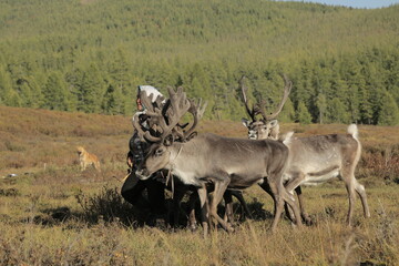 deer, reindeer, fawn, grand deer, antler, asia, russia, new year, christmas, tent wildlife, mongolia