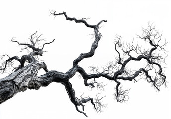 Gnarled Dead Tree with Black Wood and Gray Bark
