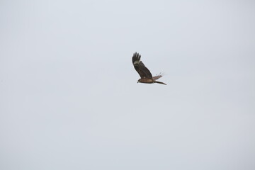 Wild bird of prey in the sky