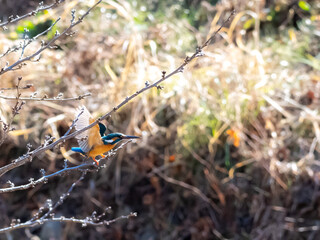 小枝から羽を広げて飛び立たんとするカワセミ